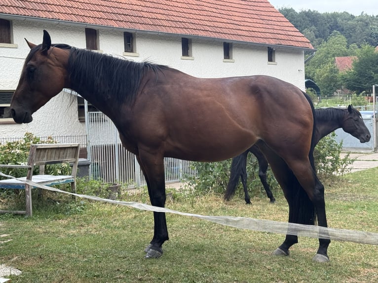 American Quarter Horse Stute 4 Jahre 150 cm Brauner in Preußisch Oldendorf