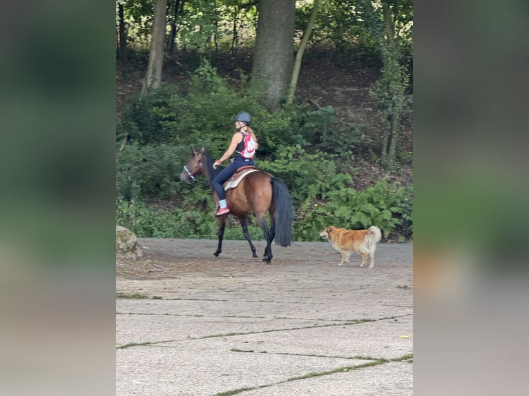 American Quarter Horse Stute 4 Jahre 150 cm Brauner in Preußisch Oldendorf
