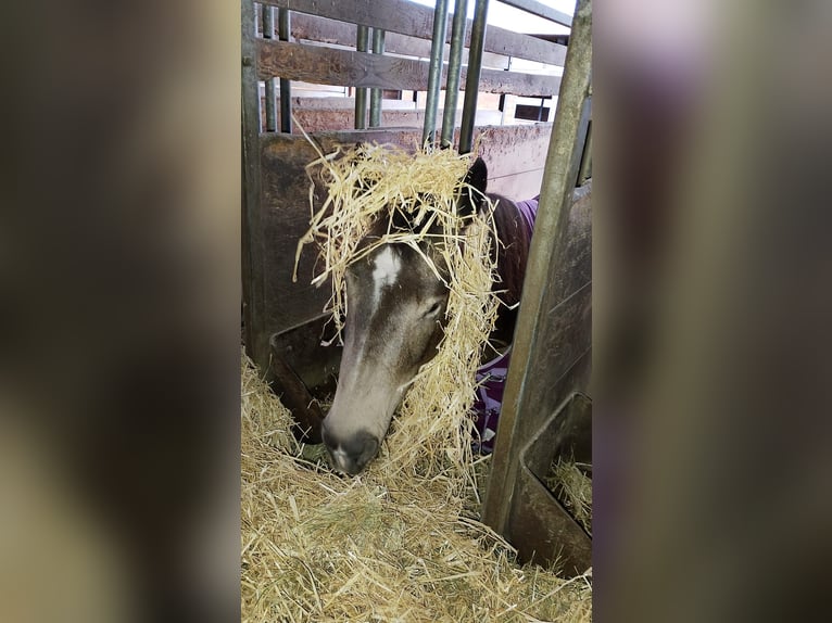 American Quarter Horse Stute 4 Jahre 150 cm Buckskin in Bergheim