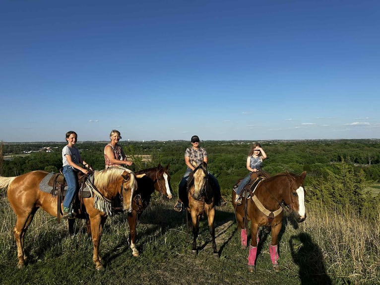 American Quarter Horse Stute 4 Jahre 150 cm Buckskin in Corsica