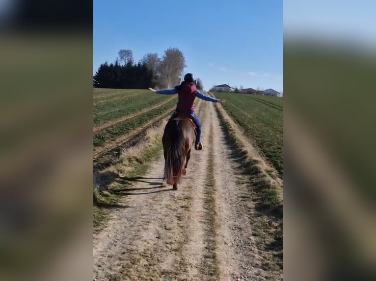 American Quarter Horse Stute 4 Jahre 150 cm Buckskin in Hitzhofen