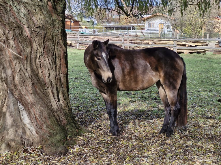 American Quarter Horse Stute 4 Jahre 150 cm Buckskin in Hitzhofen