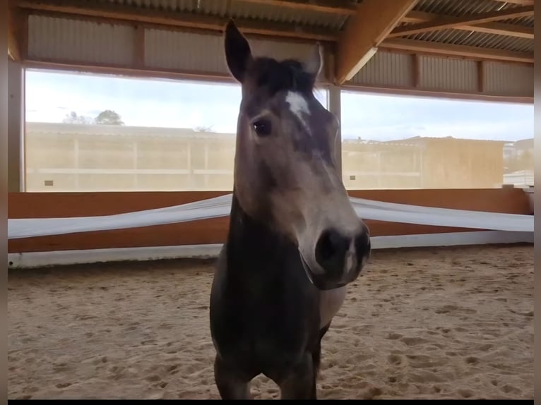 American Quarter Horse Stute 4 Jahre 150 cm Buckskin in Hitzhofen