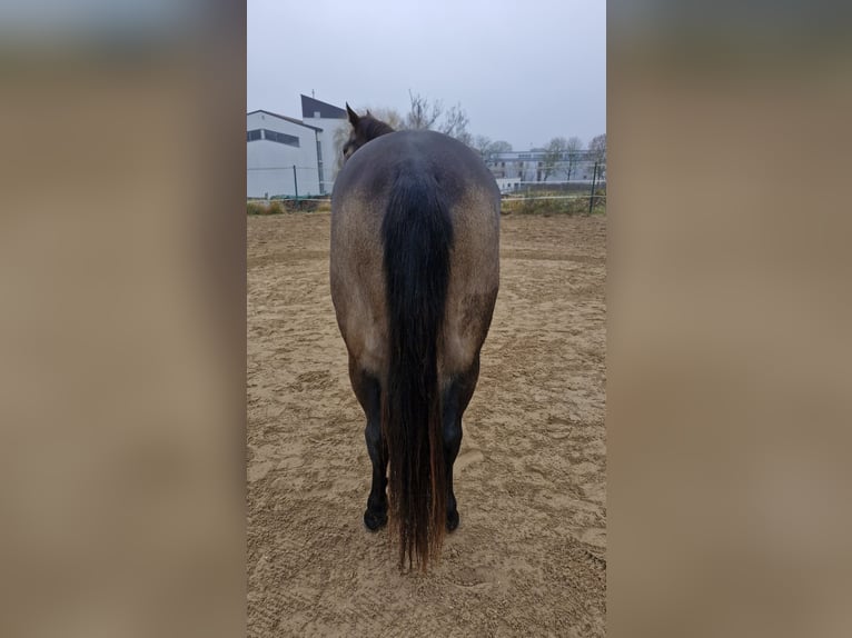 American Quarter Horse Stute 4 Jahre 150 cm Buckskin in Hitzhofen