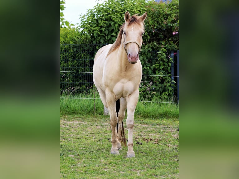 American Quarter Horse Stute 4 Jahre 150 cm Champagne in Nümbrecht