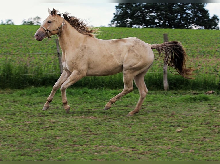 American Quarter Horse Stute 4 Jahre 150 cm Champagne in Nümbrecht