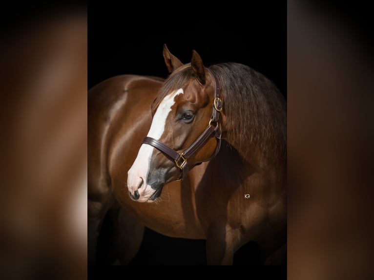 American Quarter Horse Stute 4 Jahre 150 cm Dunkelfuchs in Eschenau