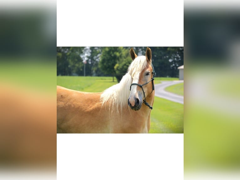 American Quarter Horse Stute 4 Jahre 150 cm Dunkelfuchs in Camden MI