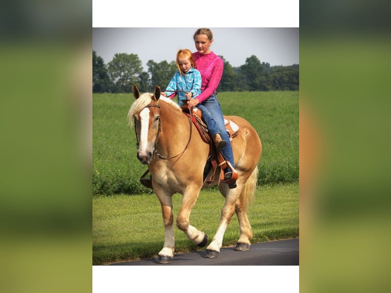 American Quarter Horse Stute 4 Jahre 150 cm Dunkelfuchs in Camden MI