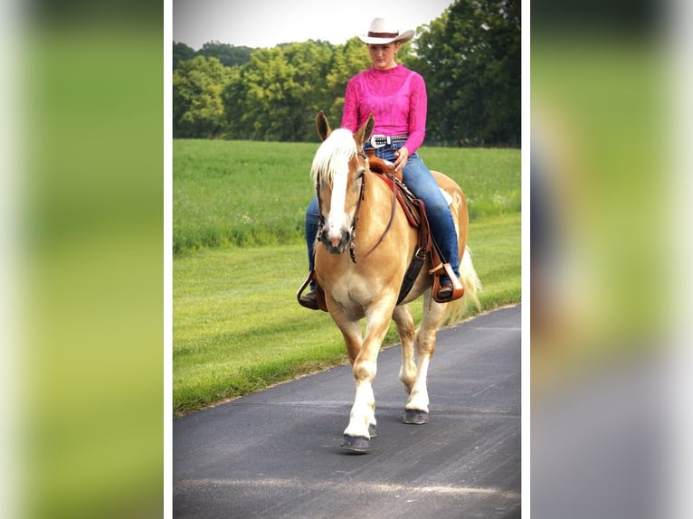 American Quarter Horse Stute 4 Jahre 150 cm Dunkelfuchs in Camden MI