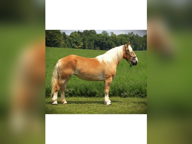 American Quarter Horse Stute 4 Jahre 150 cm Dunkelfuchs in Camden MI