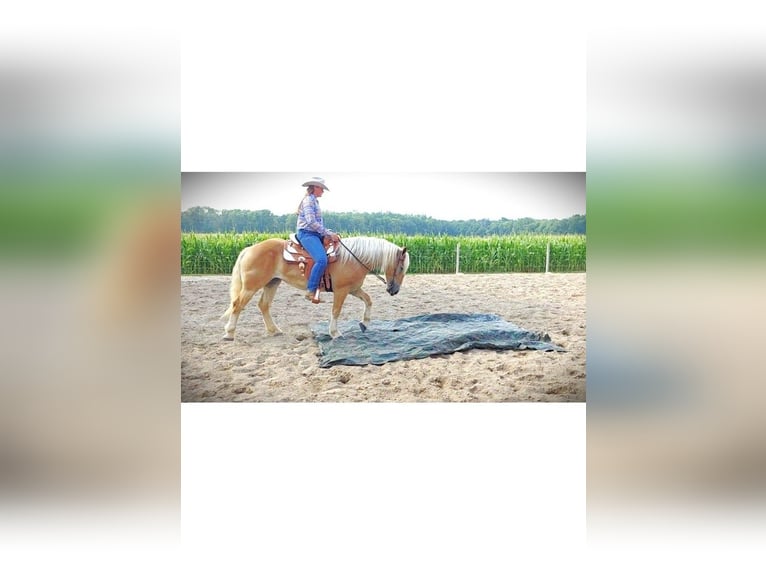 American Quarter Horse Stute 4 Jahre 150 cm Dunkelfuchs in Camden MI