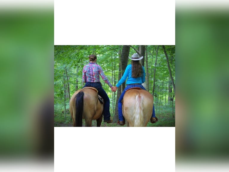 American Quarter Horse Stute 4 Jahre 150 cm Dunkelfuchs in Camden MI