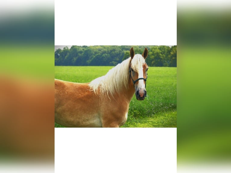 American Quarter Horse Stute 4 Jahre 150 cm Dunkelfuchs in Camden MI