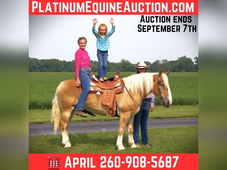 American Quarter Horse Stute 4 Jahre 150 cm Dunkelfuchs in Camden MI