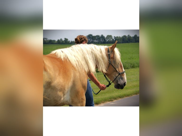 American Quarter Horse Stute 4 Jahre 150 cm Dunkelfuchs in Camden MI