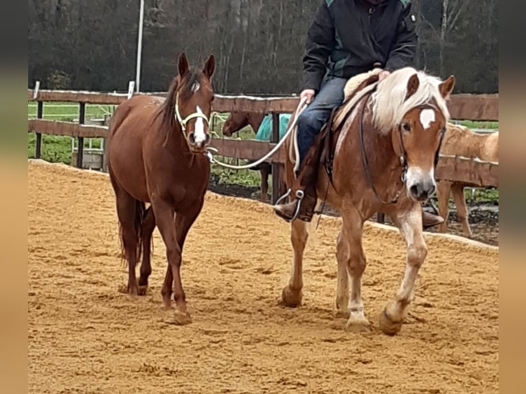 American Quarter Horse Stute 4 Jahre 150 cm Dunkelfuchs in OTTENHOFEN American Quarter Horse Stute 4 Jahre 150 cm Dunkelfuchs in OTTENHOFEN