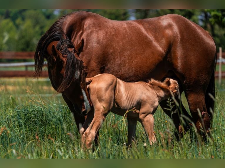 American Quarter Horse Stute 4 Jahre 150 cm Dunkelfuchs in OTTENHOFEN American Quarter Horse Stute 4 Jahre 150 cm Dunkelfuchs in OTTENHOFEN