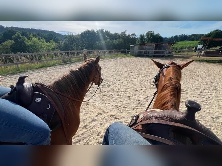 American Quarter Horse Stute 4 Jahre 150 cm Fuchs in Berga- Wünschendorf