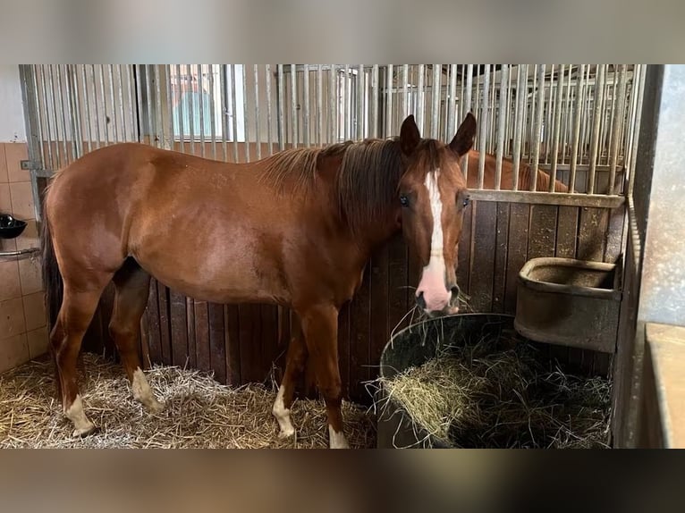 American Quarter Horse Stute 4 Jahre 150 cm Fuchs in Berga- Wünschendorf