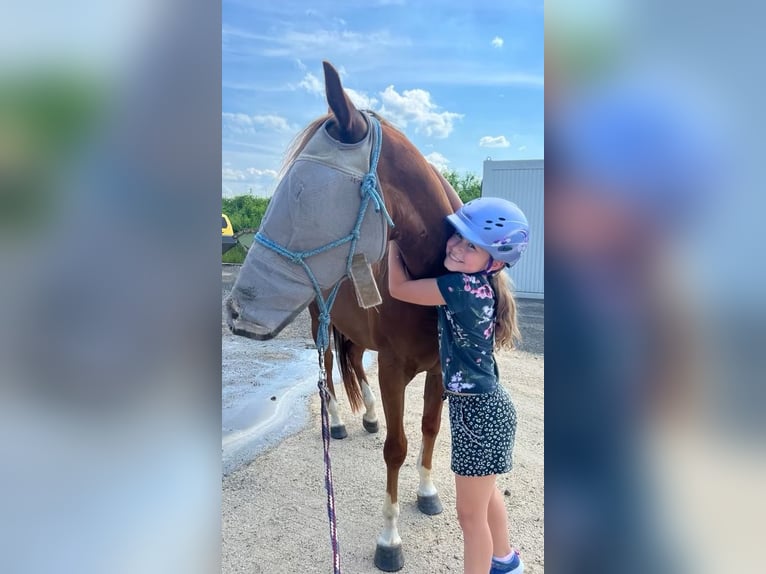 American Quarter Horse Stute 4 Jahre 150 cm Fuchs in Berga- Wünschendorf