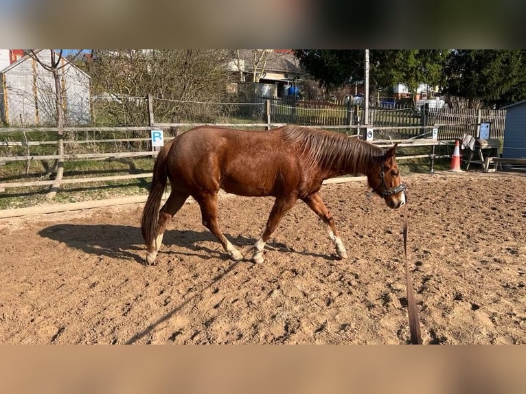 American Quarter Horse Stute 4 Jahre 150 cm Fuchs in Berga- Wünschendorf