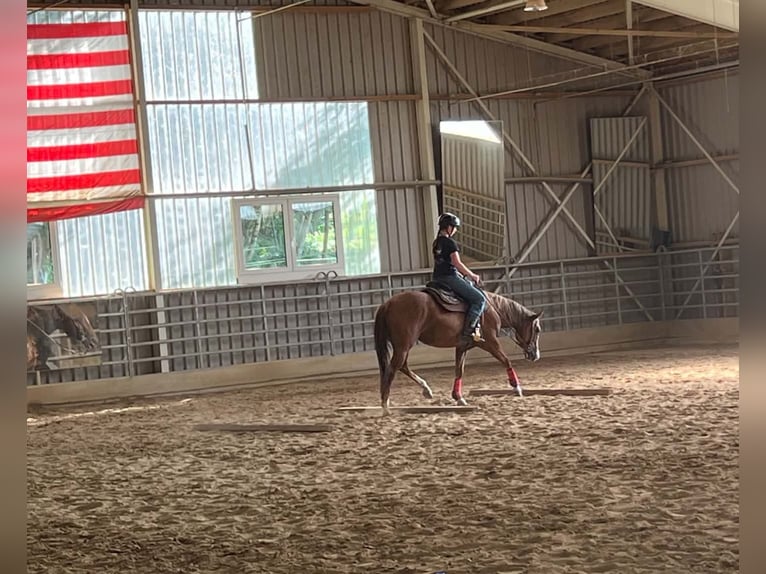 American Quarter Horse Stute 4 Jahre 150 cm Fuchs in Berga