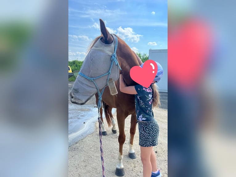 American Quarter Horse Stute 4 Jahre 150 cm Fuchs in Berga