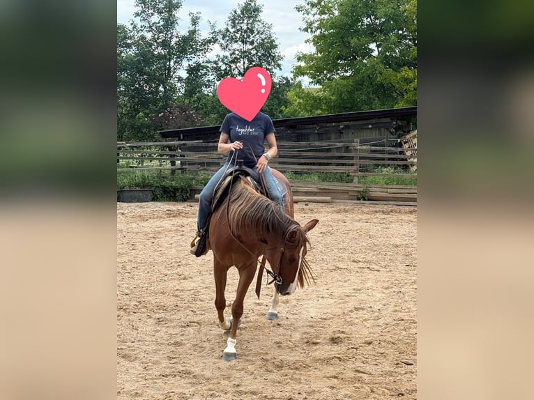 American Quarter Horse Stute 4 Jahre 150 cm Fuchs in Berga