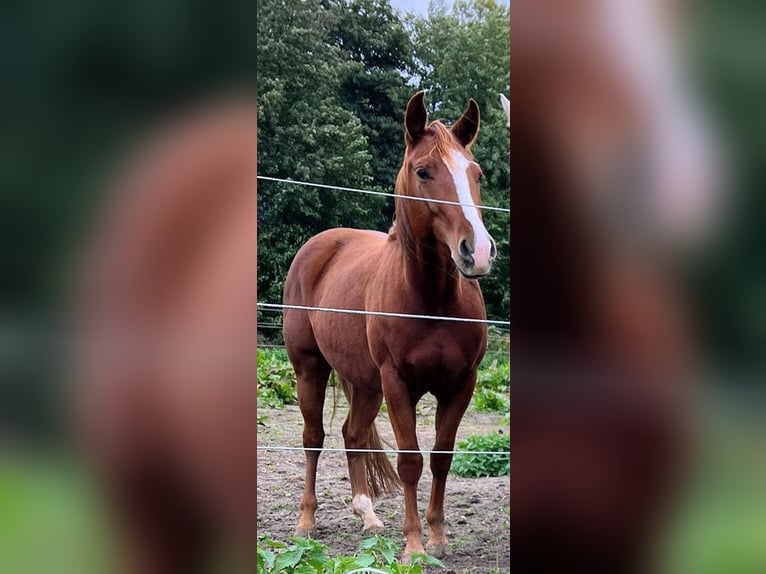 American Quarter Horse Stute 4 Jahre 150 cm Fuchs in Michendorf