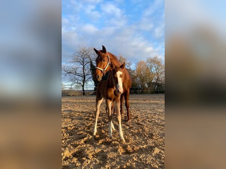 American Quarter Horse Stute 4 Jahre 150 cm Fuchs in Rendsburg