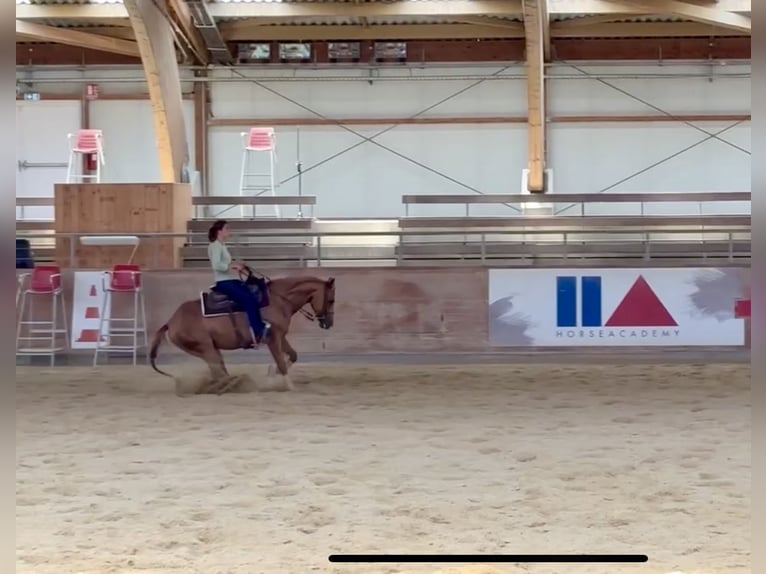 American Quarter Horse Stute 4 Jahre 150 cm Fuchs in Kappelen