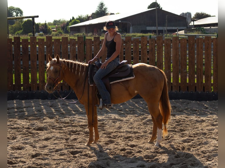 American Quarter Horse Stute 4 Jahre 150 cm Fuchs in Kappelen