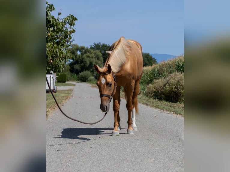 American Quarter Horse Stute 4 Jahre 150 cm Fuchs in Kappelen