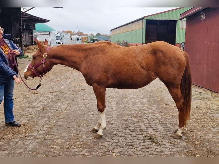 American Quarter Horse Stute 4 Jahre 150 cm Fuchs in Celle
