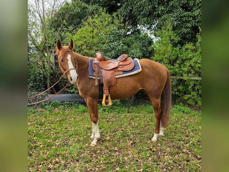 American Quarter Horse Stute 4 Jahre 150 cm Fuchs in Celle