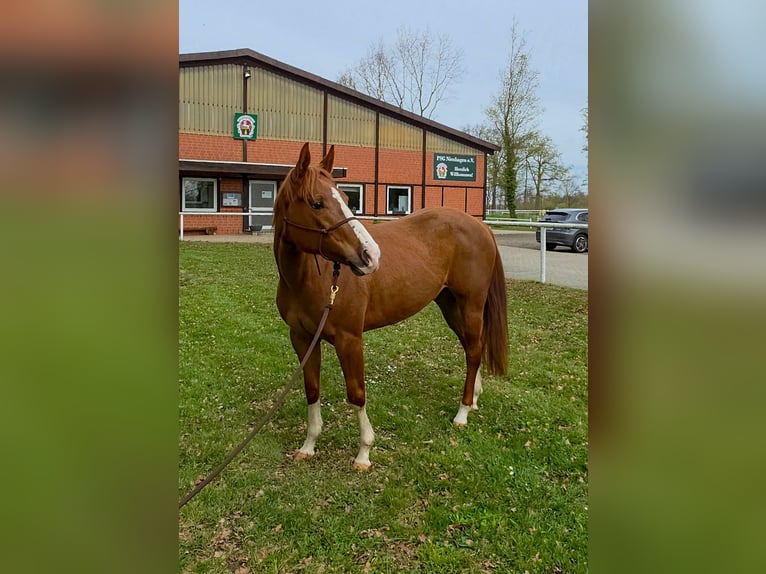 American Quarter Horse Stute 4 Jahre 150 cm Fuchs in Celle