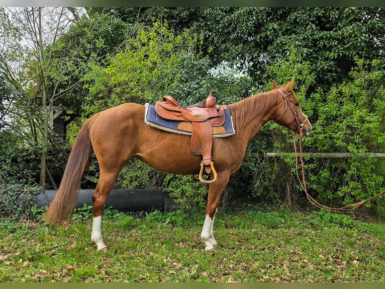 American Quarter Horse Stute 4 Jahre 150 cm Fuchs in Celle