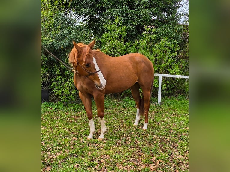 American Quarter Horse Stute 4 Jahre 150 cm Fuchs in Celle