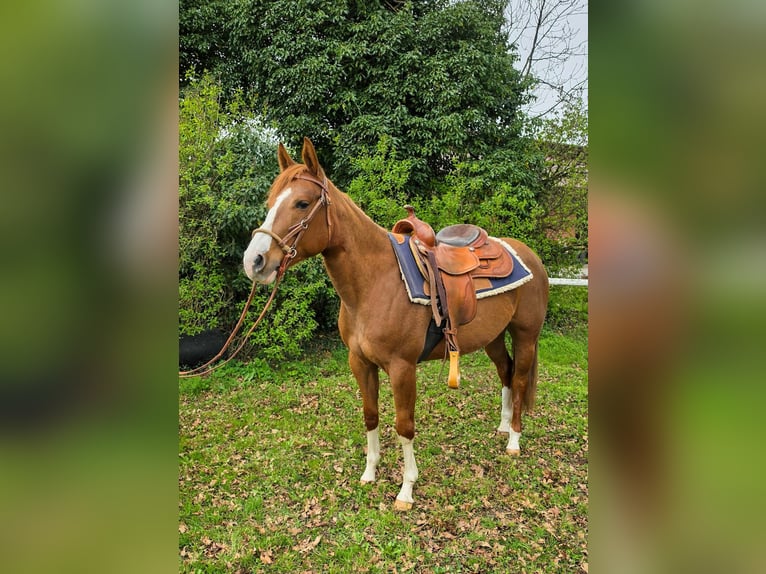 American Quarter Horse Stute 4 Jahre 150 cm Fuchs in Celle