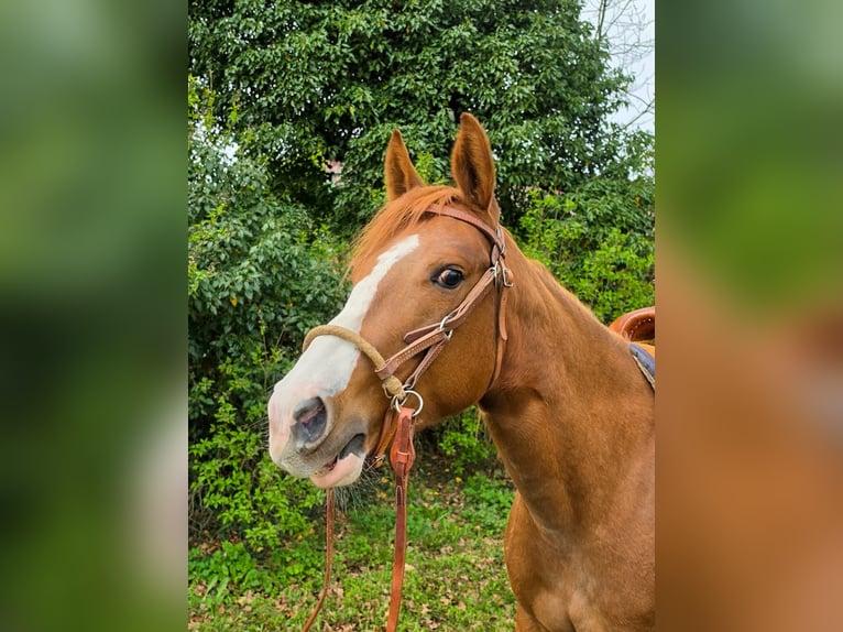 American Quarter Horse Stute 4 Jahre 150 cm Fuchs in Celle