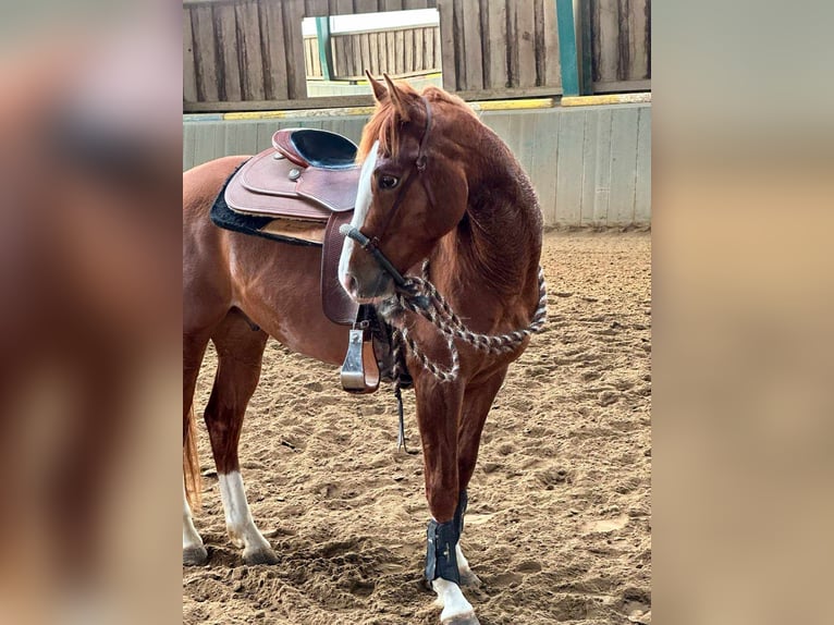 American Quarter Horse Stute 4 Jahre 150 cm Fuchs in Celle