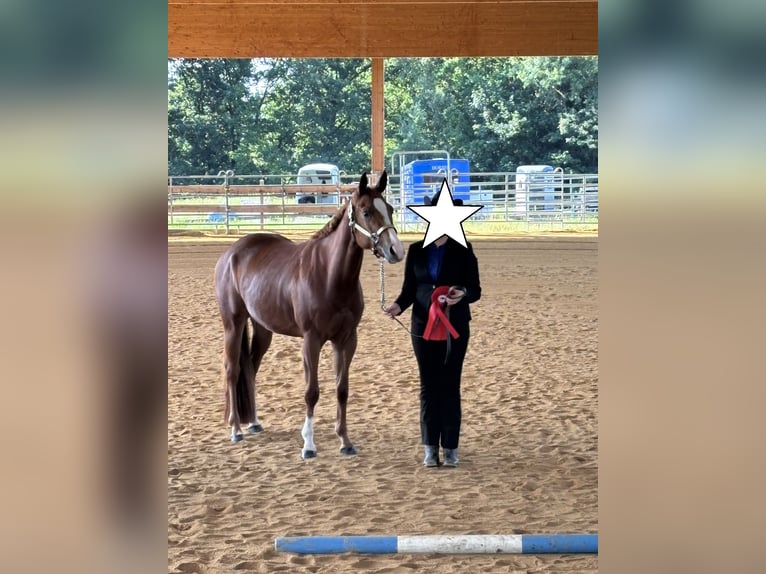 American Quarter Horse Stute 4 Jahre 150 cm Fuchs in Kirchendemenreuth