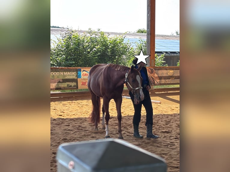 American Quarter Horse Stute 4 Jahre 150 cm Fuchs in Kirchendemenreuth