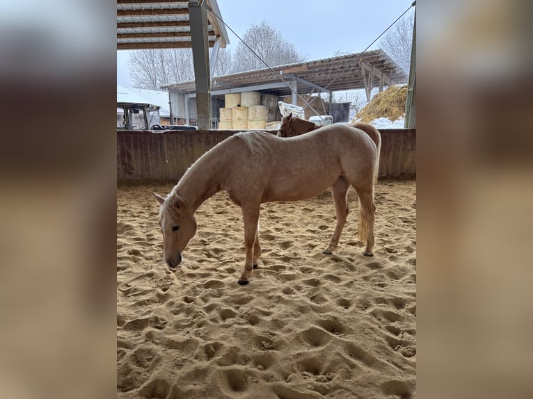 American Quarter Horse Stute 4 Jahre 150 cm Palomino in Wilhelmsburg