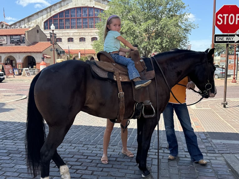 American Quarter Horse Stute 4 Jahre 150 cm Rappe in Guthrie, OK