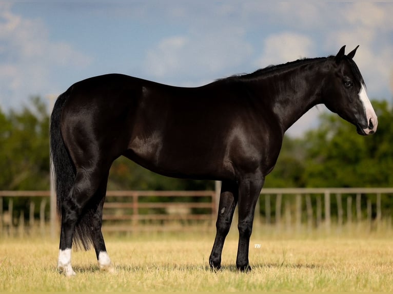 American Quarter Horse Stute 4 Jahre 150 cm Rappe in Guthrie, OK