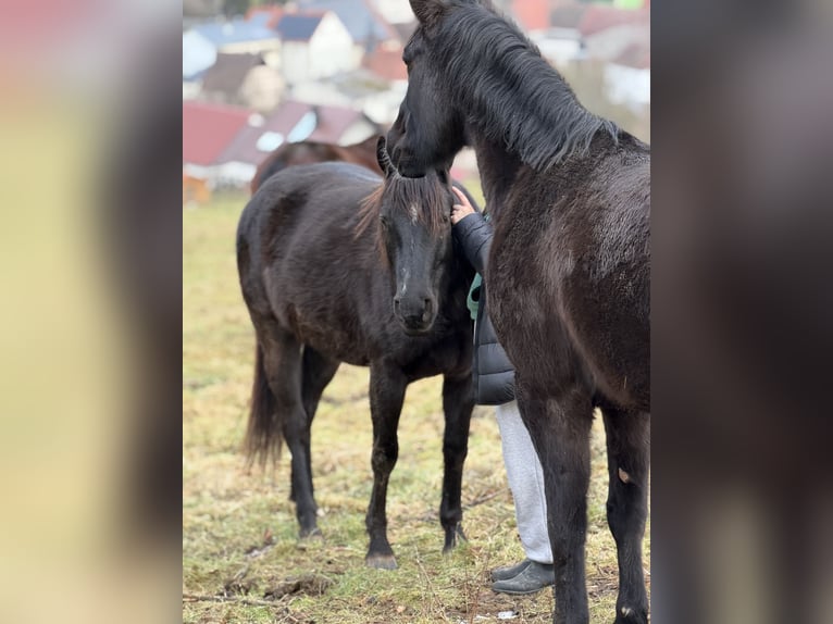 American Quarter Horse Stute 4 Jahre 150 cm Rappe in Priesendorf