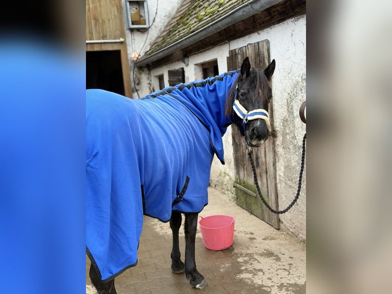 American Quarter Horse Stute 4 Jahre 150 cm Rappe in Priesendorf