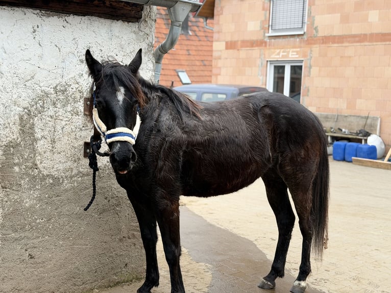 American Quarter Horse Stute 4 Jahre 150 cm Rappe in Priesendorf